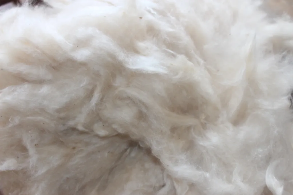 Premium Organic Kapok Fiber & Kapok-Based Products,高级有机木棉纤维及木棉制品, Kapok Fiber from Jepara, Indonesia - CV. Priskilla Organic Kapok Fiber - view 2